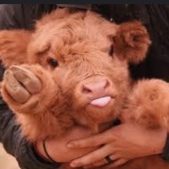 Meet your Posher, Savannah - Picture 1 of 1